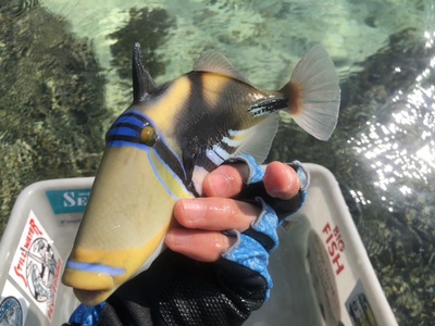 リーフの釣り トキシンの沖縄ぐるぐる探釣記