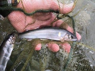 鮎の友釣り初体験。今度は僕がゲストで♪