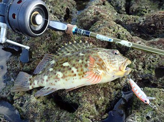 トキシンの沖縄ぐるぐる探釣記:少年ジェットセッター☆シノビ