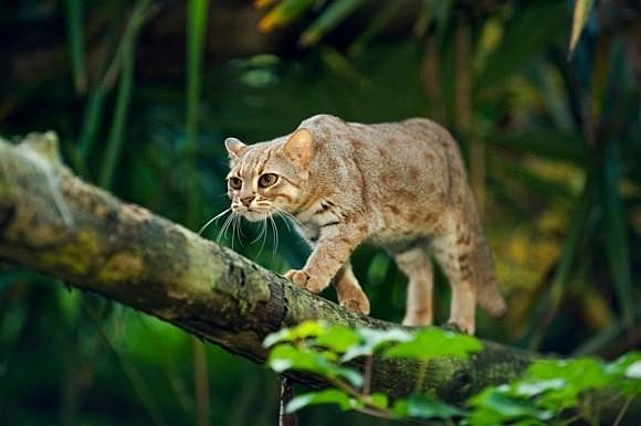 大 型 猫 一度は 飼って見たい 大型猫の 動 画 を 集めてみました ヒヨドリ ｐ子