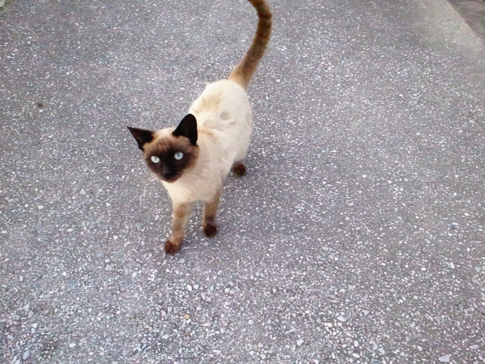 捨て猫 ミーちゃん 我が家の猫と同じ色 に 出会い その 宿命に 涙 しました ヒヨドリ ｐ子