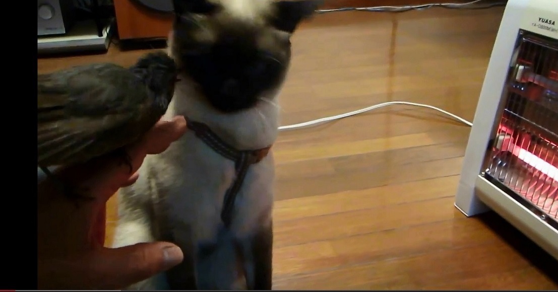 我が家のヒヨドリ と 猫は とても仲良しです 動画で紹介します ヒヨドリ ｐ子