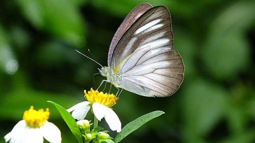 タイワンシロチョウ♀の訪花