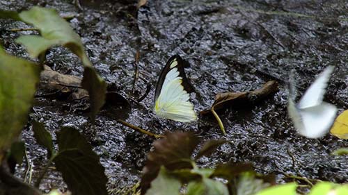 迷蝶、タイワンシロチョウ♂の吸水