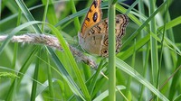 タテハモドキがチガヤ穂吸汁