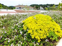 ハママンネングサが開花