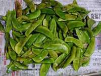 ライマメ収穫