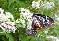 旅をするチョウ・アサギマダラの飛来はじまる