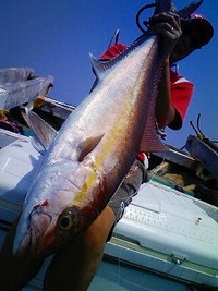 クラカタ様釣行　-立釣- 2008/09/28 21:19:26