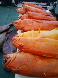 携帯釣画 2008/07/10 15:41:09