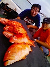 日常釣行　-旨魚＆巨鯵- 2008/10/15 08:46:50