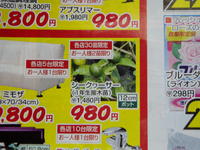 ちび芽の価値？ 2008/03/08 17:28:14