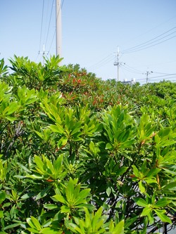 健康