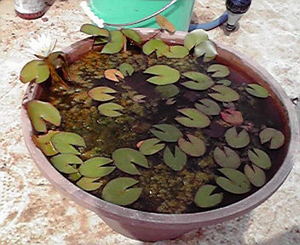 植え替え終了