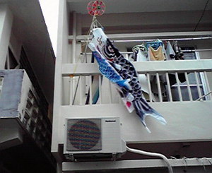 鯉のぼり