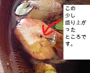 ムカゴ種の増やし方