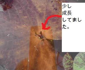 ムカゴ種の増やし方