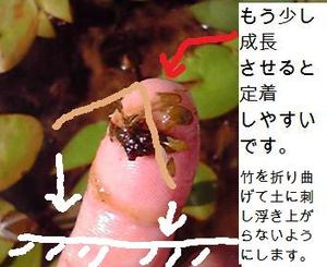 ムカゴ種の増やし方