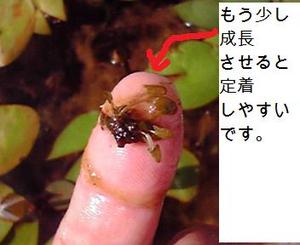 ムカゴ種の増やし方