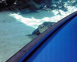 水族館
