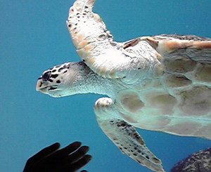水族館