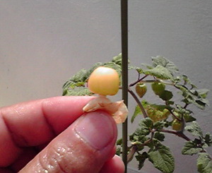 食用ほうずき