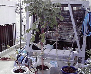 植木市