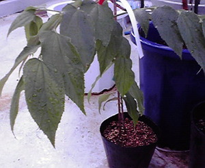 植木市
