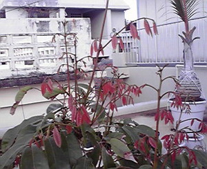 新芽