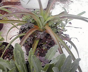 観賞用植物！？