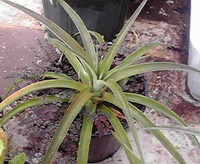 観賞用植物！？