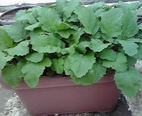 かぶ 2010/12/05 15:05:00