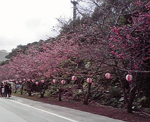 桜