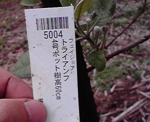 フェイジョア花芽