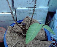 取り木成功