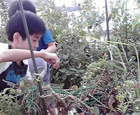ミニトマト 2011/04/29 15:05:00
