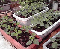 梅雨明けには 2011/05/24 15:05:00