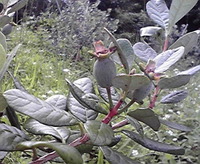 受粉！？ 2012/06/07 15:05:00