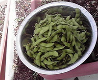 枝豆