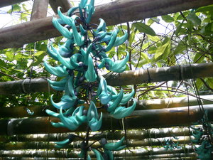 東南植物楽園