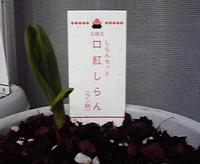 ラスト！口紅シラン