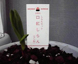 ラスト！口紅シラン