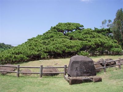 結局冷やかし