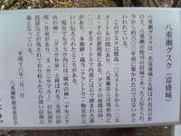 桜の見納め