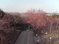 桜の見納め