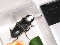 クワガタ発見！