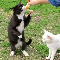 猫立つ 2008/02/22 21:53:16