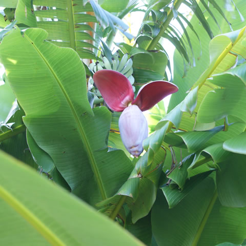 バナナの花