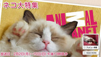 24時間まるごと猫番組 2009/01/24 20:25:56