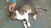梅雨ですね～～ 2009/05/22 00:36:34